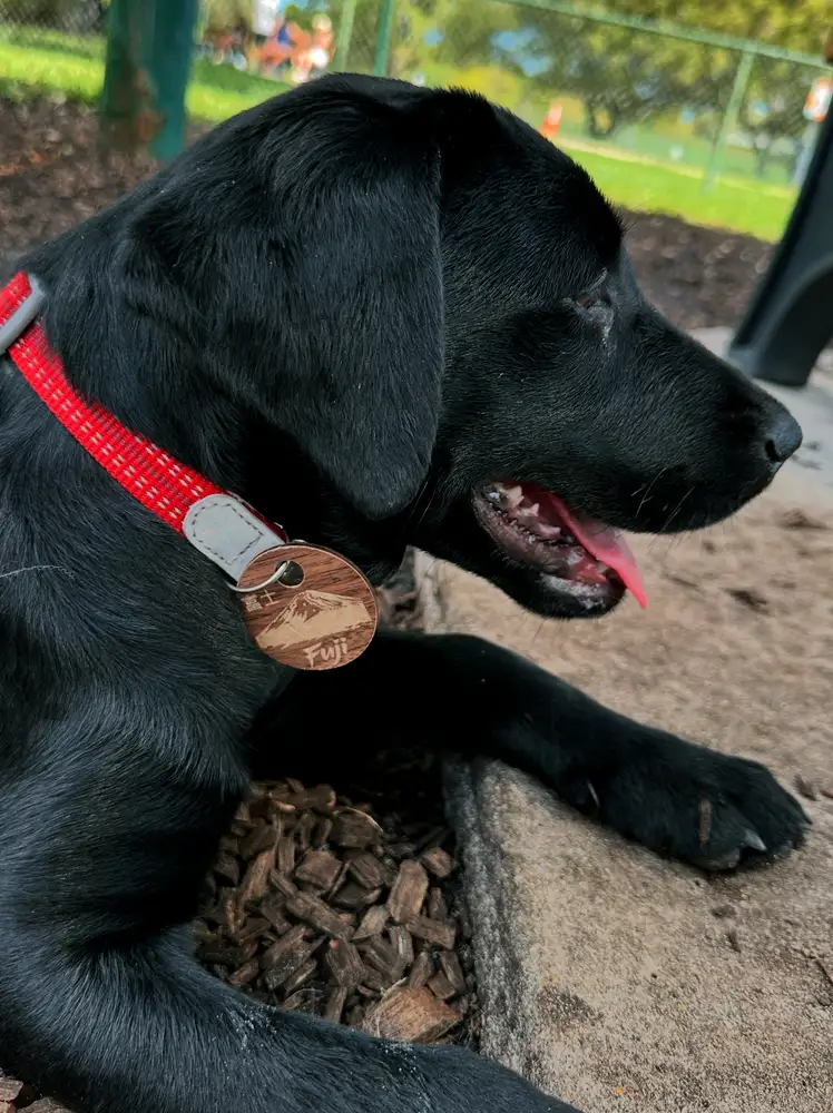 prodict-wood-dog-tag